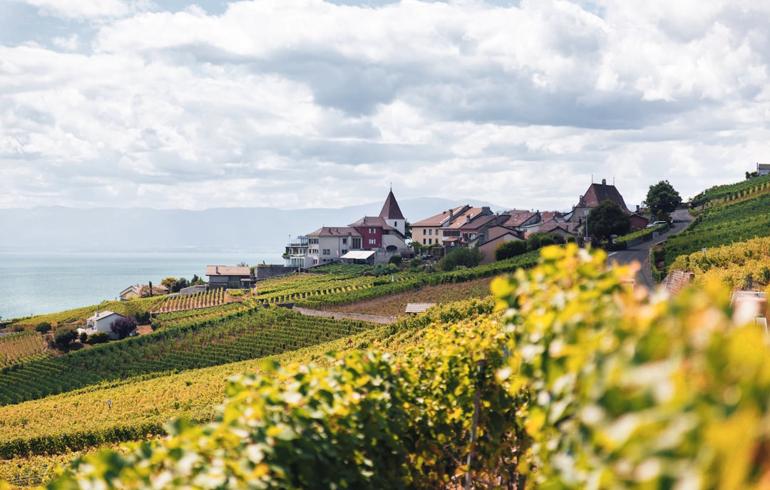 Photo Vineyard landscape
